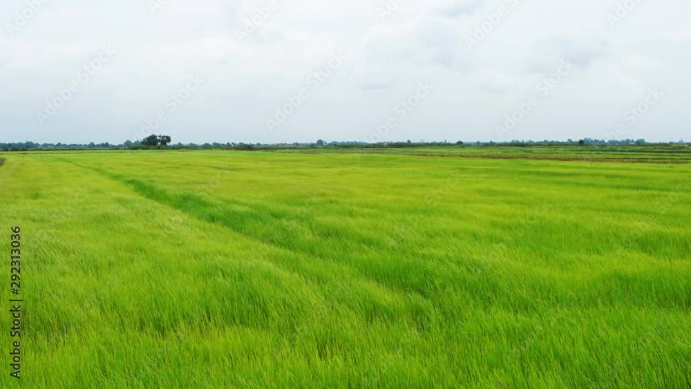 landscape of wind blowing green grass landscape of wind blowing green grass
