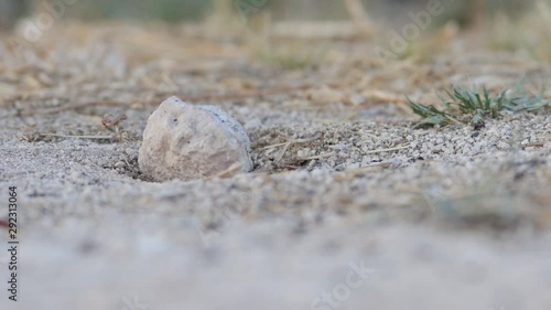 Macro Shot of ant insect family walking on the sandy ground. Close-up Shot. photo