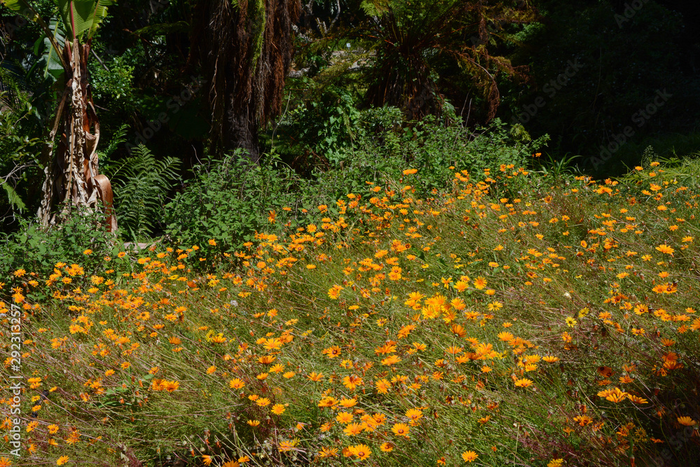 Obraz premium Blumen im Kirstenbosch Park, Kapstadt