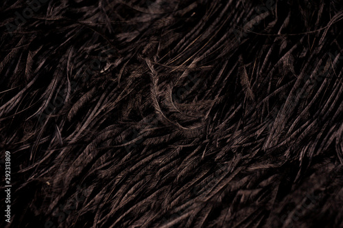 Black background with many black feathers.