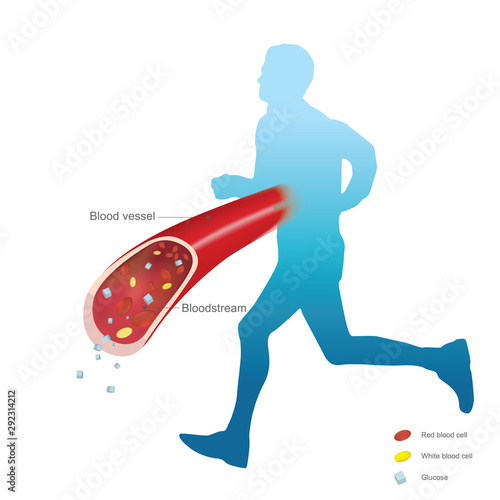 Glucocorticoids hormone use and help increased blood glucose. Retention of sodium and water by kidney. Increased blood glucose for energy from throughout the day. Illustration.