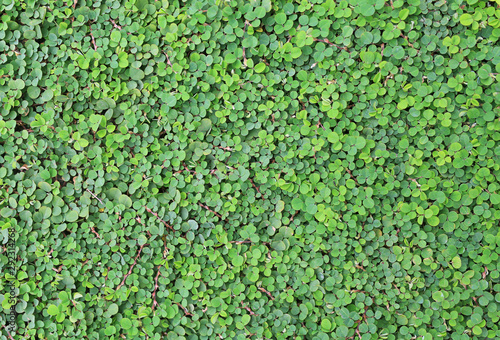 Green grass leaves for background. Top view. © zilvergolf