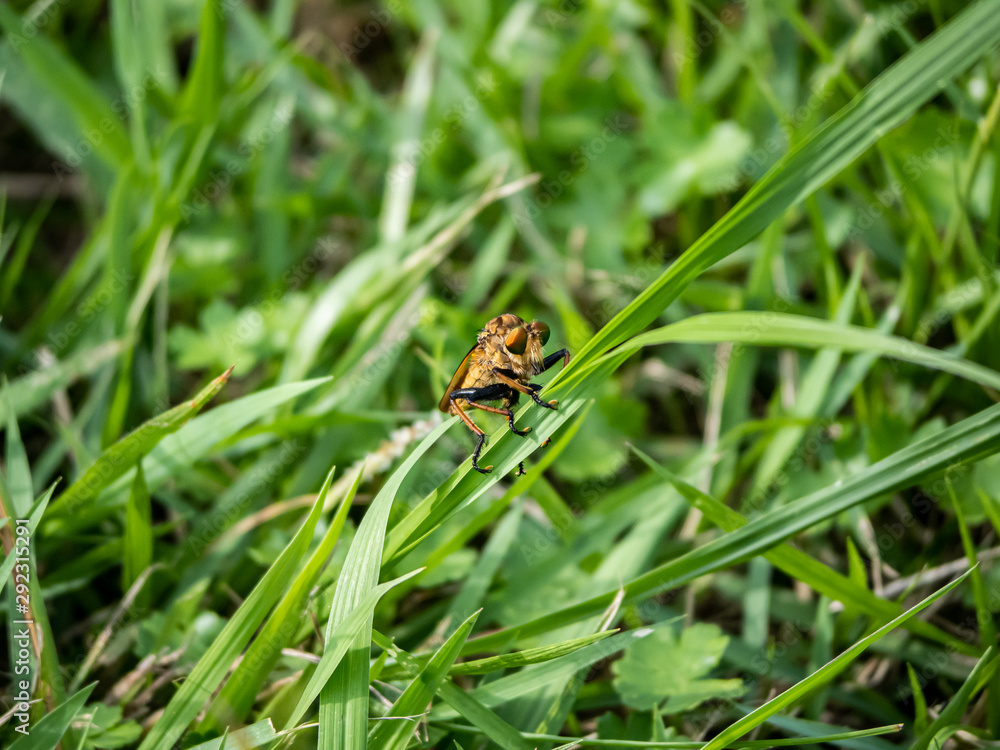 robber fly clinging to a blade of grass 4 robber fly clinging to a blade of grass 4