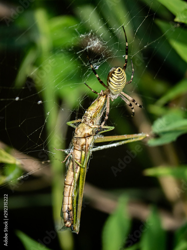 argiope amoena spider feeding on grasshopper in web 7