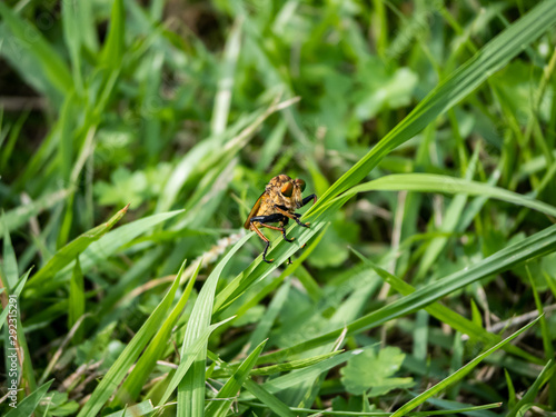 robber fly clinging to a blade of grass 4 © Hanstography
