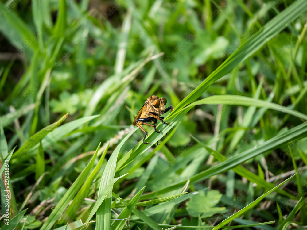 robber fly clinging to a blade of grass 5 robber fly clinging to a blade of grass 5