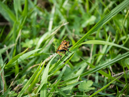 robber fly clinging to a blade of grass 5