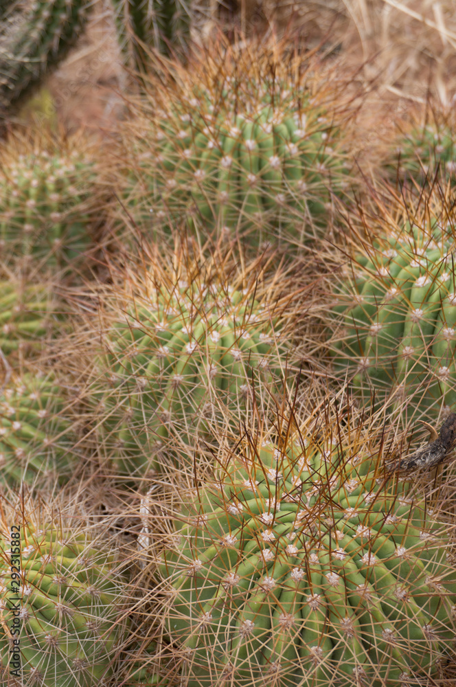 close up of round ball shaped cactus close up of round ball shaped cactus