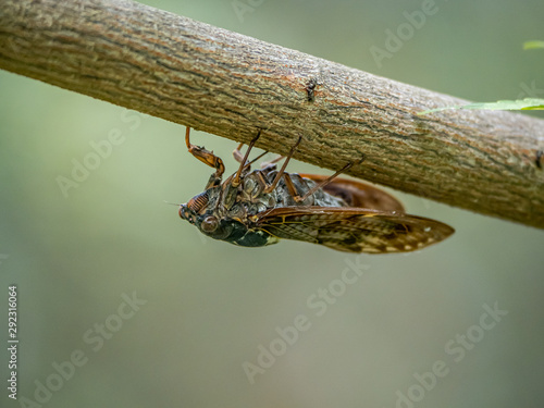 Japanese cicada on a tree branch 5 photo