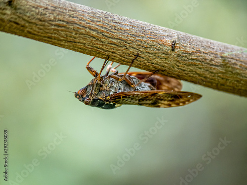 Japanese cicada on a tree branch 7 photo