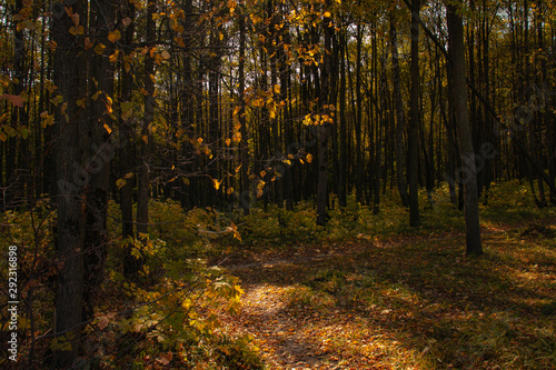 Forest path in the autumn forest with sunbeams