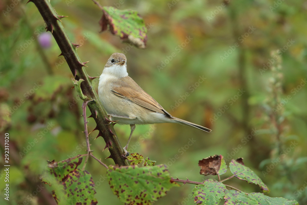 Obraz premium fauvette grisette