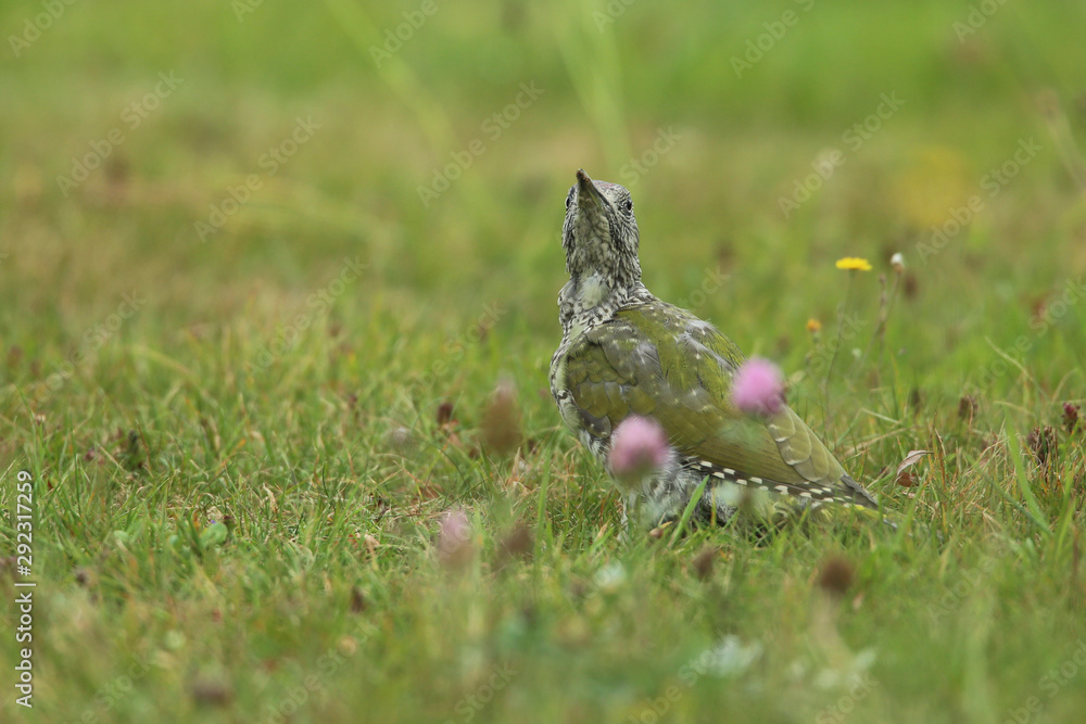 Obraz premium picvert