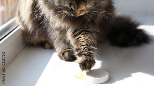 Feeding pill to cat. Cat plays with medicine. photo