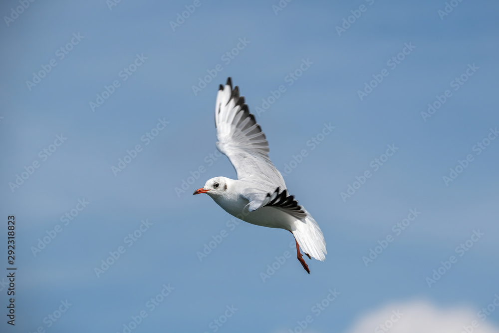 Portrait of natural common black-headed gull (Larus ridibundus) Portrait of natural common black-headed gull (Larus ridibundus)