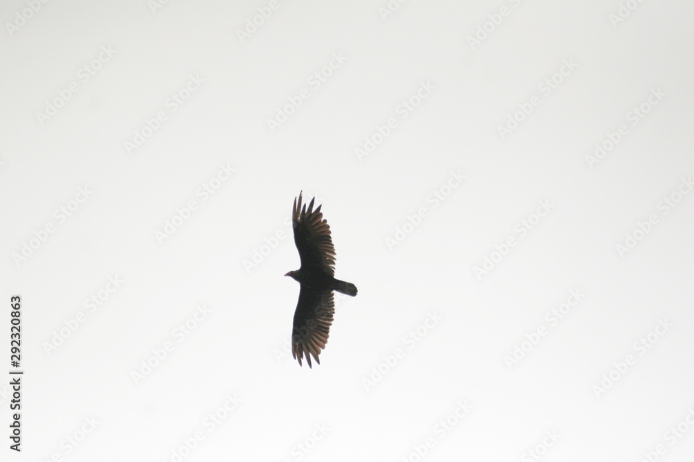 Fototapeta premium hawk