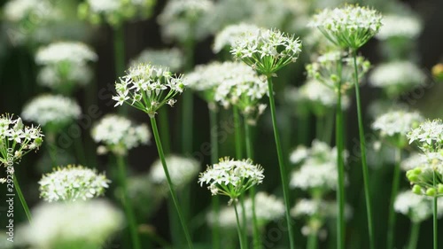 Japanese leek flowers swaying in the wind