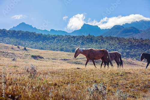 landscape with horses and mountains in the background