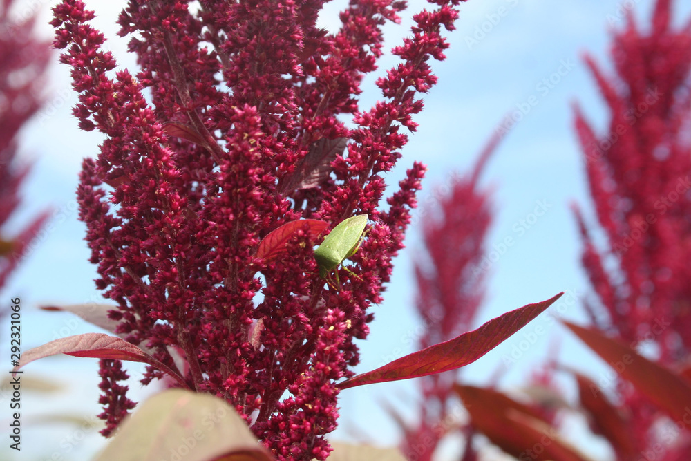 Green shield bugs on Amaranth plants in the field. Amaranthus field