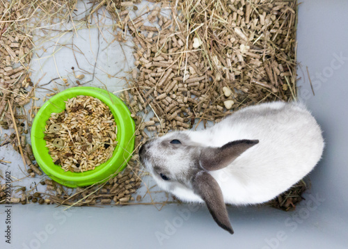 Home decorative rabbit in a gray cage of gray-white color. Rabbit eats from a green bowl. A series of photos of a cute and fluffy rodent pet. Little easter holiday symbol, easter bunny