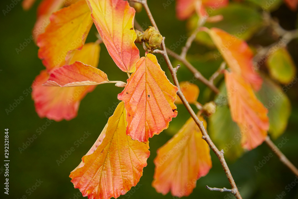 Obraz premium Witch Hazel