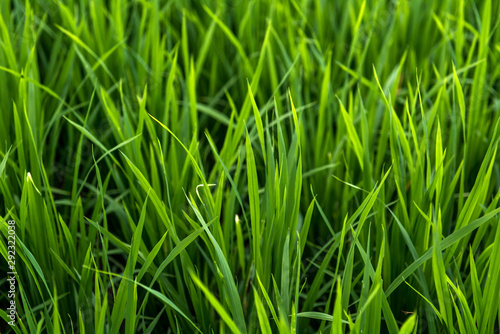 Rice on field. Green leaves.