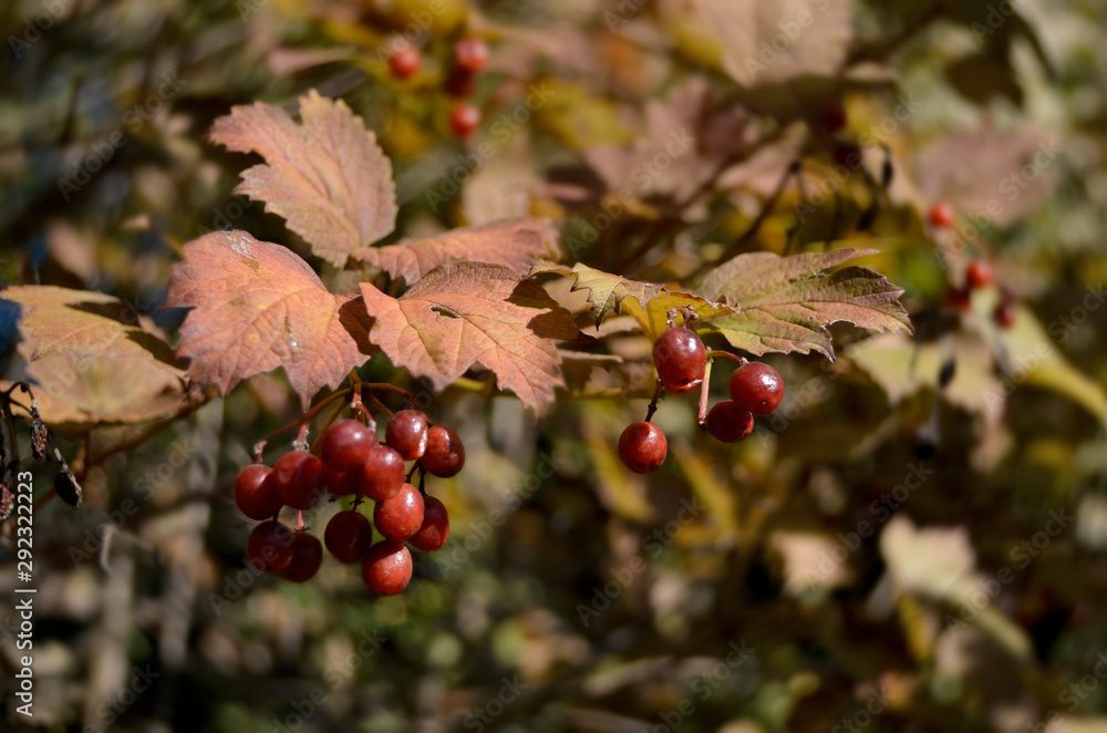 viburnum berries