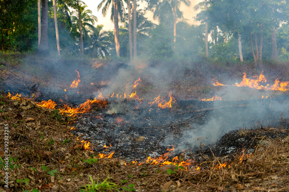 Bush fire in tropical forest in island Koh Phangan, Thailand, close up Bush fire in tropical forest in island Koh Phangan, Thailand, close up