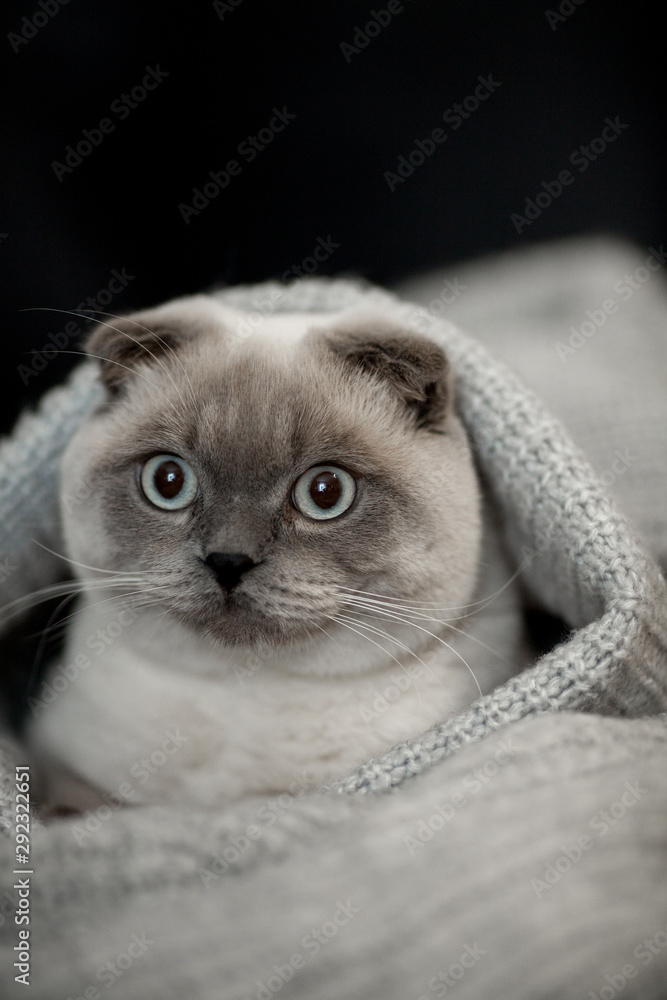 cute cat hiding in stylish sweaters, space for text. kitty maine coon with  adorable eyes in pile of clothes in warm home. playful funny moments.  Scottish Fold Stock-Foto | Adobe Stock