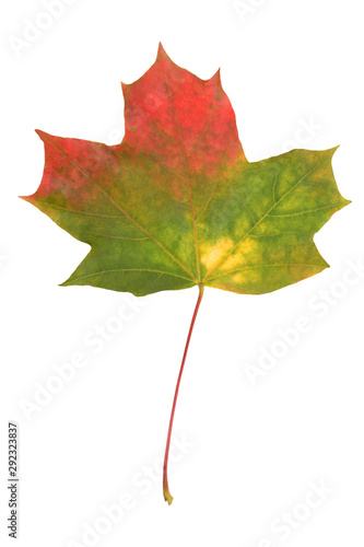 Multicolored maple leaf. Isolated on white.