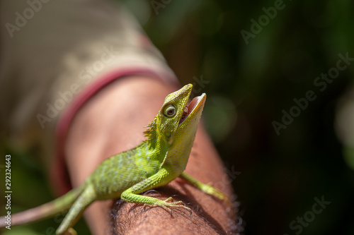 Portrait of a small green iguana on a man hand on a tropical island of Bali, Indonesia. Close up, macro