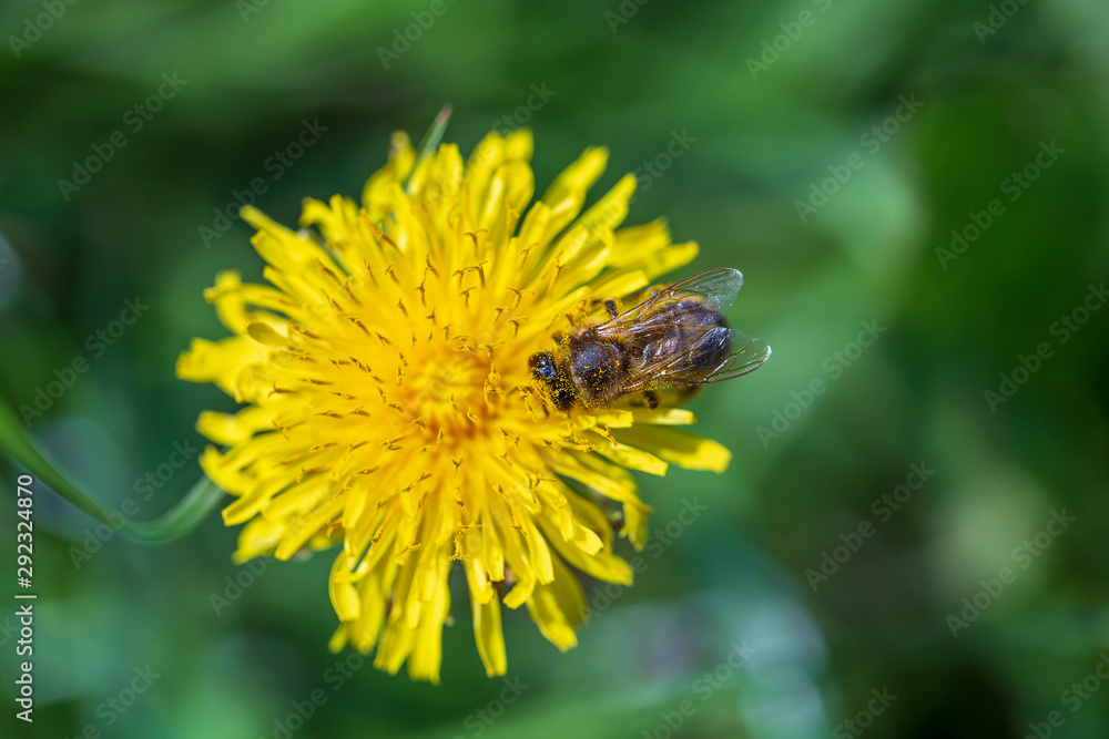 Dandelion, taraxacum officinale. Wild yellow flower and bee in nature, close up, top view. Ukraine Dandelion, taraxacum officinale. Wild yellow flower and bee in nature, close up, top view. Ukraine