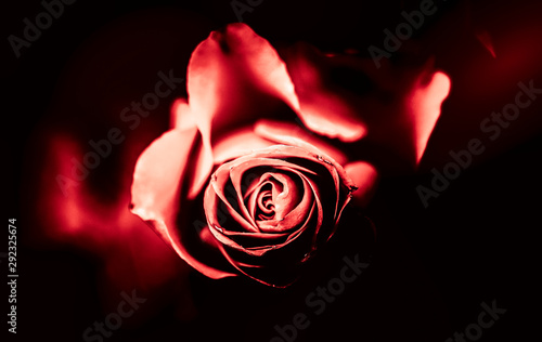 Rose flower in red color tone