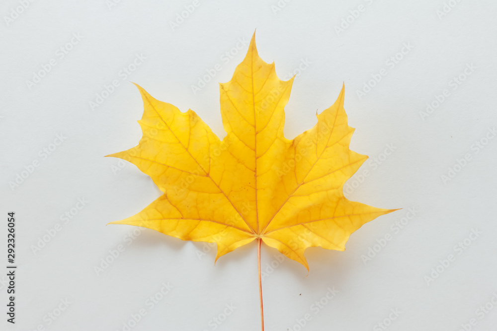 Maple leaf isolated on white background. Yellow fall foliage concept. Meet Autumn, September, October, November, pattern Maple leaf isolated on white background. Yellow fall foliage concept. Meet Autumn, September, October, November, pattern