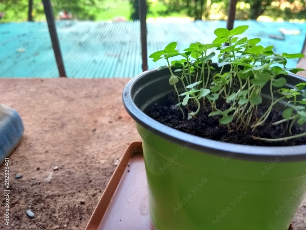 plants in pots plants in pots