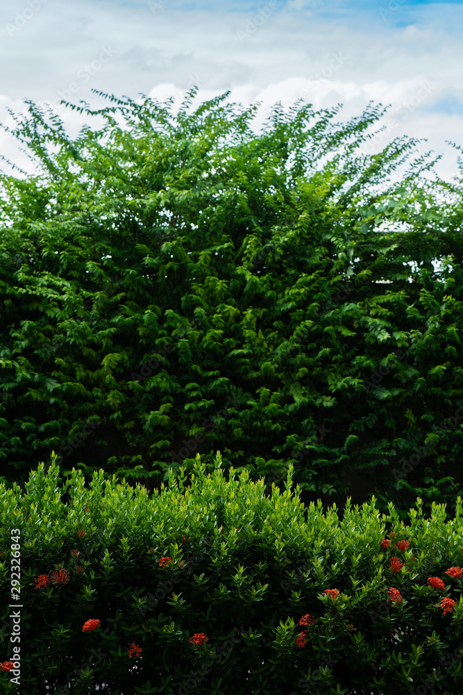 Green tree background with red Ixora at the front and blurred Wild Water Plum tree at the fence