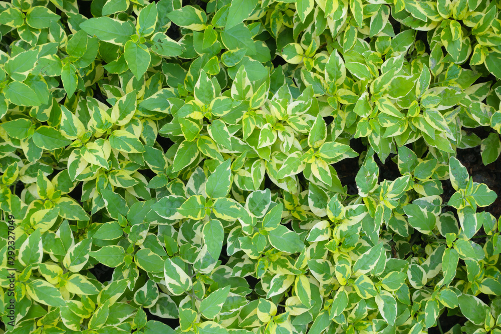 Green leaves Green leaves