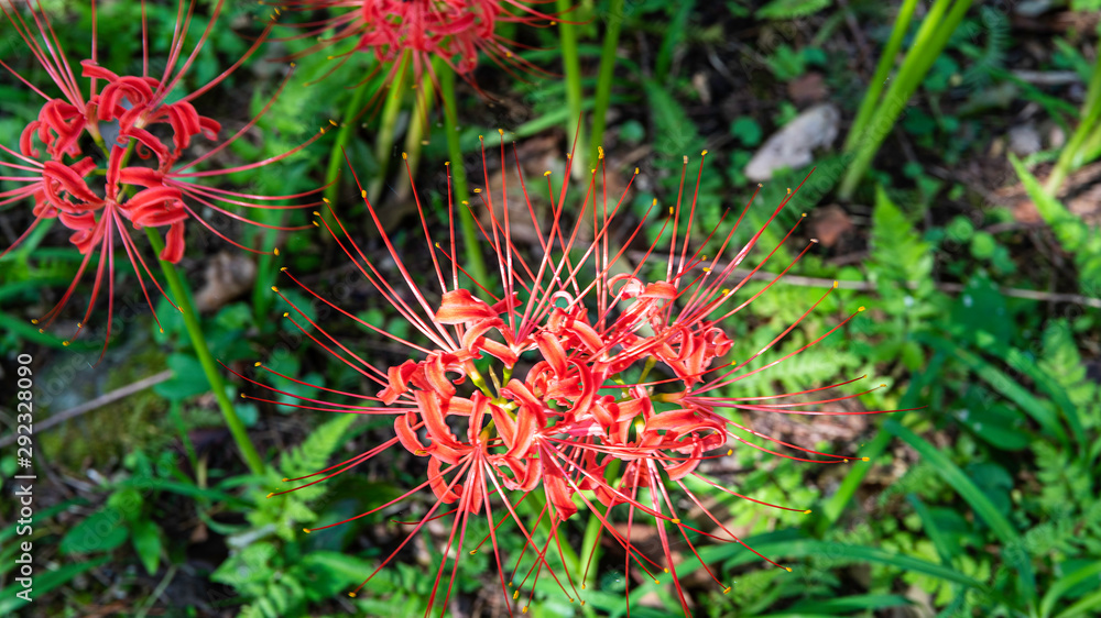 樹木公園の彼岸花