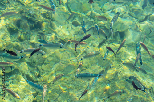 Fishes in the clear water  sun reflection  Aegean sea  Bodrum  Turkey