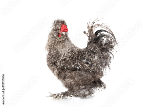 silky chinese rooster isolated on white
