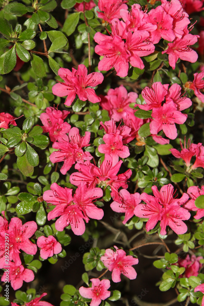 Red azalea flowers during the blossom season as a background Red azalea flowers during the blossom season as a background