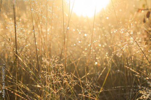 Fotografie Tall grass covered with dew at sunrise