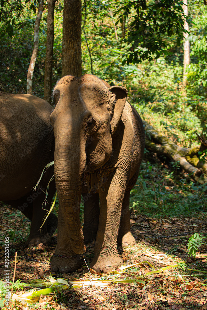 Fototapeta premium Elephant living in the jungle, It is feeding and greenery environment as the background