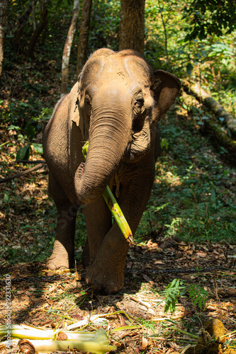 Elephant living in the jungle, It is feeding and greenery environment as the background © phalakon