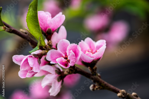 Close-up of Peach Blossoms Blooming on Peach Trees