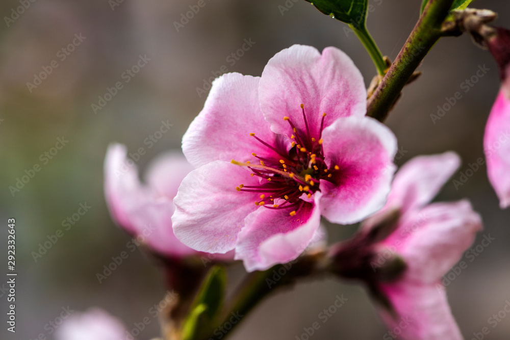 Close-up of Peach Blossoms Blooming on Peach Trees Close-up of Peach Blossoms Blooming on Peach Trees