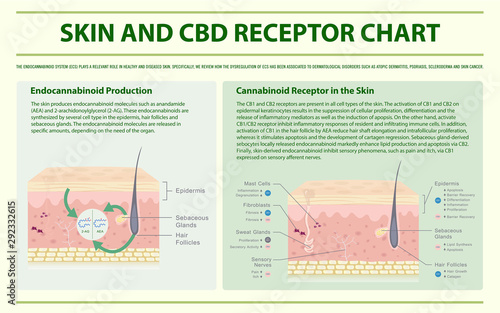 Skin and CBD Receptor Chart horizontal infographic illustration about cannabis as herbal alternative medicine and chemical therapy, healthcare and medical science vector.