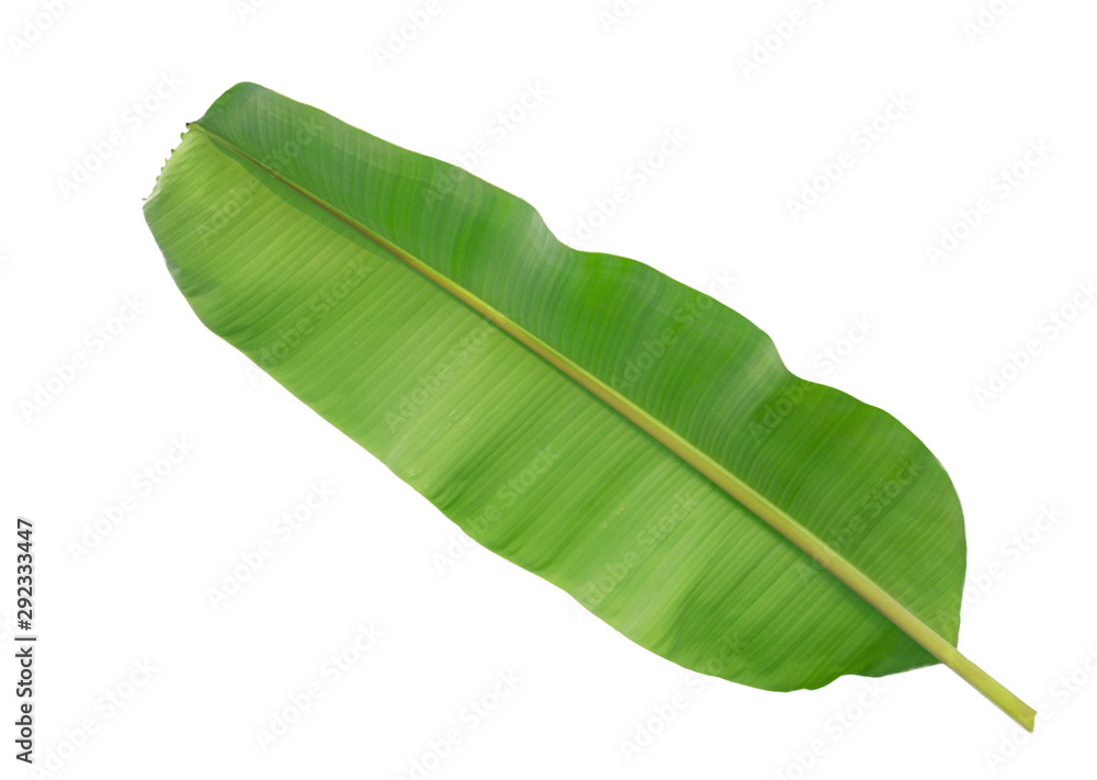 Fototapeta premium Banana leaf isolated on white background