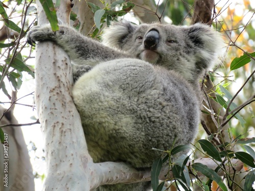 Sleepy Koala Bear