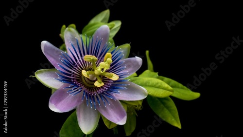 The opening and closing of Passiflora flower on black background photo